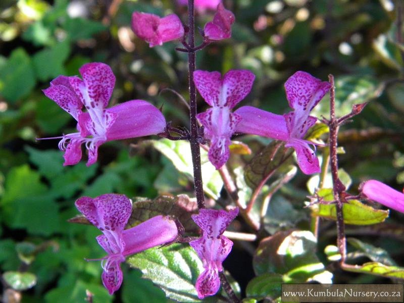 مونا لاوندر / عشقه سوئدی